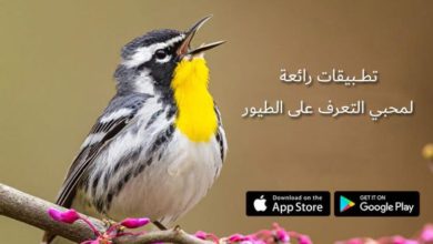 تطبيقات لمحبي الطيور لهواتف الأندرويد والآيفون